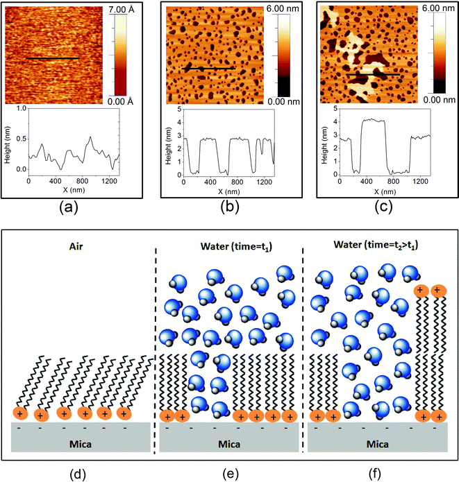 AFM images and topographic line-profiles for DODAB, a) 3 × 3 μm2 area imaged in air, b) 3 × 3 μm2 area imaged 30 min after immersion in pure water and c) 3 × 3 μm2 area imaged after ∼7 days of immersion in water. Bottom, schematic showing a proposed molecular arrangement of the DODAB on mica (see text, not to scale and ignoring bilayer edge effects); d) in air, e) under pure water and f) after prolonged immersion in water.