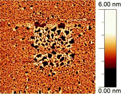 5 × 5 μm2 AFM image of DODAB film on mica, in pure water. The central 2 × 2 μm2 area was previously imaged at a higher force and shows a significantly higher proportion of bilayer coverage than the surrounding area as a result of tip-induced switching.