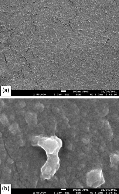 SEM image showing microcracks on the surface of (a) PGS and (b) PXS samples, after incubation for 35 days under dynamic culture conditions.