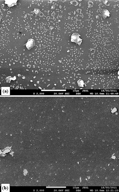 SEM images of crystalline esterase, 2 days after being added in tissue culture medium. The concentration of esterase is (a) 0.625 and (b) 0.3 units esterase per mg polymer, which are equivalent to 3 or 1.5 units esterase per mm2, respectively, in the present work.