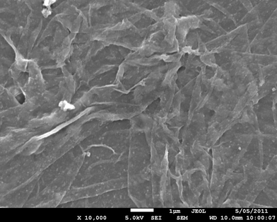 SEM image showing the peeling-off films as the degradation product of PGS.