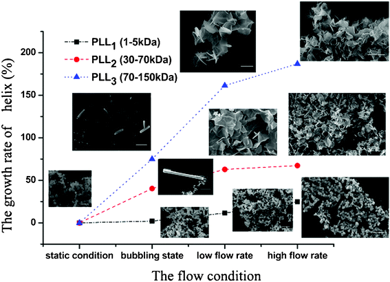 The growth rate of the α-helix of the different molecular weights of Poly-l-lysine and the SEM images of the resulting silica.