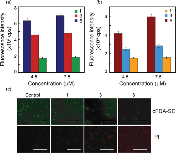 Structure–function studies for amphiphiles (compound 1, 3 and 6) on target bacteria S. aureus MTCC 96. (a) cFDA-SE leakage assay, (b) PI uptake assay and (c) Fluorescence microscopic images of amphiphile-treated cells labeled with cFDA-SE and PI. Scale bar for all the images is 50 μm.