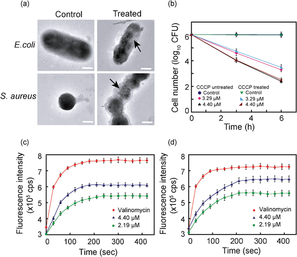 
            (a) Transmission electron microscopic images of E. coli MTCC 433 and S. aureus MTCC 96. Arrow indicates membrane damage and loss of electron density in cell treated with 4.4 μM compound 6. Scale bar is 0.5 μm. (b) Effect of membrane potential on the bactericidal activity of compound 6 on E. coli MTCC 433. Membrane depolarization assay ascertained by diSC35 fluorescence in (c)E. coli MTCC 433 and (d)S. aureus MTCC 96 cells treated with compound 6. Cells treated with 30 μM valinomycin were used as a positive control for the assay.