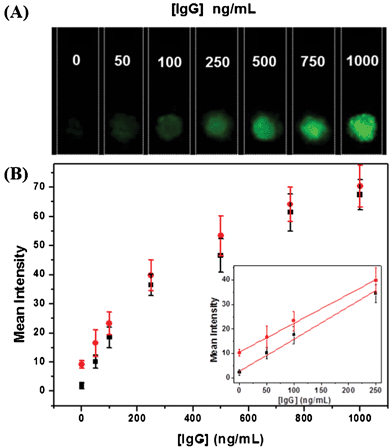 (A) Fluorescence images of paper strips for IgG detection upon excitation at 532 nm. (B) Plot of mean fluorescence intensity as a function of IgG concentrations in assay buffer (■) for six measurements and serum media () for four measurements. The inset shows the linear fluorescence signal response in the range of 0–250 ng mL−1 of IgG in the two media.