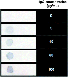 Photograph of paper strips for colormetric detection of IgG at different concentrations. The color of the spot turns blue in the presence of target IgG molecule after Au development.