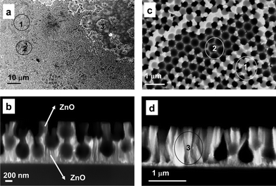 SEM images of ZnO/PS sample; a) Low magnification planar view (scale bar 10 μm); b) high magnification (scale bar 200 nm) cross section view of ROI 1 and ROI 2; c) high magnification (scale bar 1 μm) planar view of ROI 1 and ROI 2 and d) high magnification (scale bar 1 μm) cross section view of ROI 3.