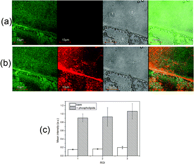 LSM micrographs of a ZnO/PS sample before (a) and after (b) lipids adsorption. From left to right: λex/λem = 488/519 nm (green); λex/λem = 543/591 nm (red); bright field image (gray); merged green and red channels. The corresponding mean fluorescence values in terms of the ratio between the average intensities of pixel luminance at 591 nm vs. 519 nm for the 1–3 ROIs are shown in (c).