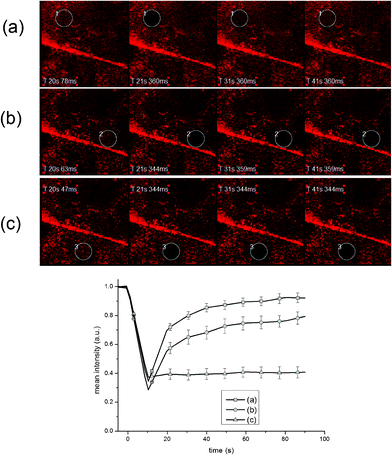 FRAP micrographs and time-solved intensity curves for lipids adsorbed on 3D ZnO micropore arrays (a: ROI 1 type region, b: ROI 2 type region) and a 2D ZnO nanorod region (c: ROI 3 type). Images are shown (from left to right) for pre-bleach, bleach, after ∼ 10 s and after ∼20 s of time lapse. Average of 3 photobleached spots on different regions on the sample per ROI type in each experiment. Error bars = standard error of means.