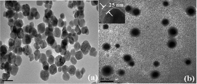 TEM images of the synthesized (a) Fe3O4 MNPs and (b) Fe3O4@SiO2@VPBA MNPs.