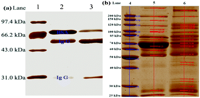 SDS-PAGE analysis of (a) a mixture of model proteins and (b) human serum without treatment and eluate after binding to MNPs. Lane (1) marker; (2) mixture of BSA (3 μg) and Ig G (6 μg); (3) the eluate; (4) marker; (5) human serum (diluted 50-fold); (6) the eluate; Loading amount of sample: 10 μL.