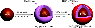 One-pot synthesis of VPBA-functionalized MNPs.