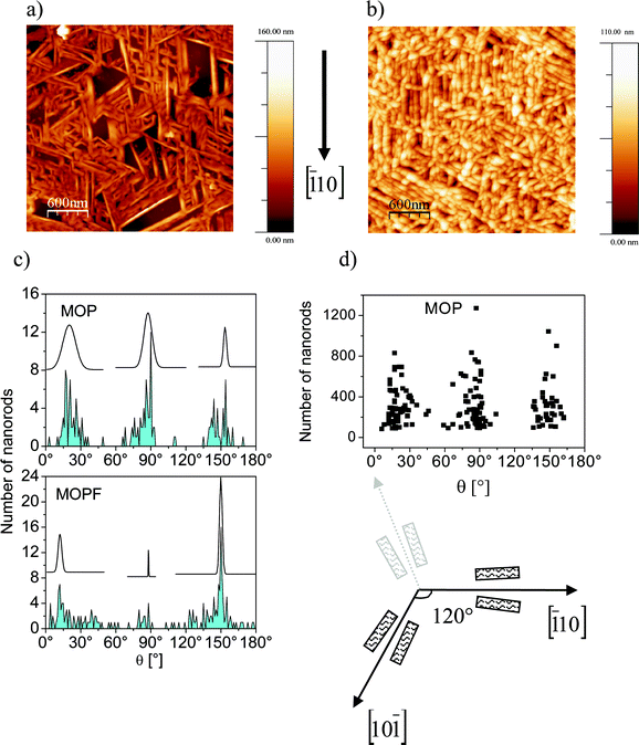 AFM images. Upper panel: 3 μm × 3 μm AFM images of (a) a 106 Å MOP assembly. (b) A 76 Å MOPF assembly. Lower panel: (c) angular distribution of the nanorods in MOP and MOPF together with the relative Gaussian curves as a visual guide. (d) Angular distribution of the nanorod length in MOP. A sketch of a possible nanorod growth scenario along the in-plane directions on a fcc(111) surface is also shown. The nanorods are sketched as rectangles.