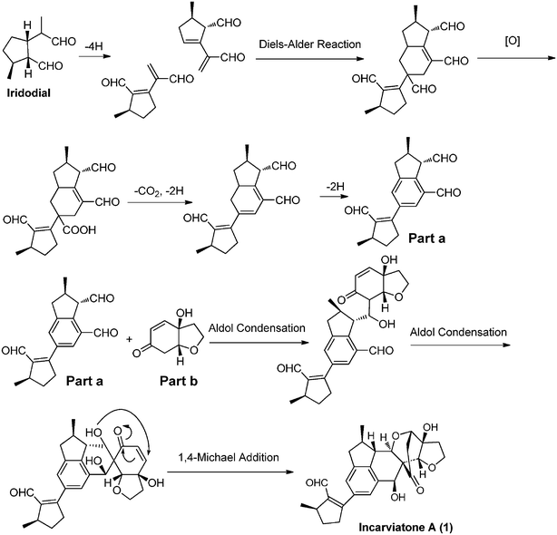 Proposed biogenetic pathway for incarviatone A (1).