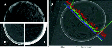 SEM images of cross-sections of Ag-NC samples prepared using (A) 0.5 M NaBH4, (B) 0.1 M Na2S2O4 and (C) 0.5 M Na2S2O4. (D) SEM image of the cross-section of Ag@Fe3O4-NC. The line scans (by EDS) show the distribution of the metal ions across the particles' diameter. Blue = Ag, red = Fe and green = O.