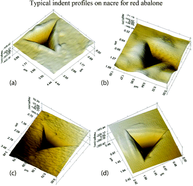 Typical indent profiles on nacre from red abalone: (a) dry nacre, there are pile-ups around the edges; (b) wet nacre, the blunted appearance of the indentation is related to the compliance of the wet nacre seen from its relatively low modulus; (c) heat treated nacre, the material appears compacted and similar to what happens to sand when it is heated and grains begin to fuse together; and (d) monolithic aragonite, the uneven pile-up indicates anisotropy.109