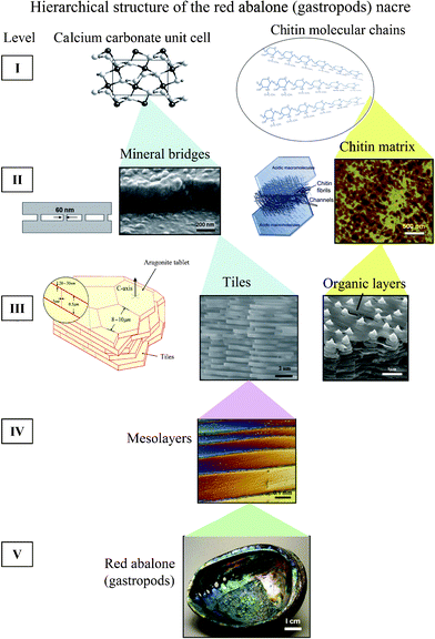 Hierarchical structure (5 levels) of the red abalone (gastropod) nacre from nano, to micro, to meso, to structural length scales.26