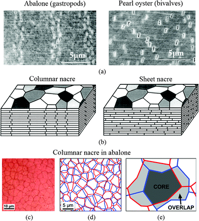 SEM images of deformation bands by tensile testing of (a) abalone (gastropods), showing four vertical dilatation bands and pearl oyster (bivalves), where the separations are randomly dispersed, and (b) schematic illustrations of columnar nacre/abalone and sheet nacre/pearl oyster. Polygonal aragonite tablets are adhered into a lamellar structure by a thin organic interlayer. In columnar nacre, the intertablet boundaries are correlated into a tessellated arrangement;5 (c) optical image of the cleaved surface shows a Voronoi like tiling of the tablets within one layer in red abalone nacre viewed from the top; (d) reconstitution of the arrangement of the tablets from one layer to the next, and (e) core and overlap areas in the tablet arrangements.48