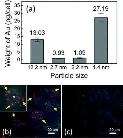 (a) ICP-MS analysis of MUA-AuNP uptake by EMT-6 cells as a function of the particle size; (b) and its inset are photoluminescence micrographs of MUA-AuNPs uptaken by EMT-6 cells, (c) is the control micrograph. The arrows mark the red luminescence of MUA-AuNPs.