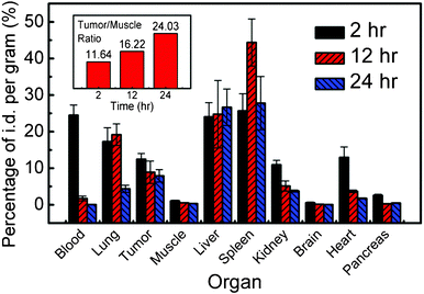 ICP-MS analysis shows the biodistribution of the MUA-AuNPs in tumor bearing mice at different times after their injection. The inset shows the tumor/muscle ratio emphasizing its strong increase.