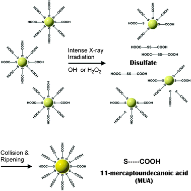 A possible process explaining the increase in particle size by prolonged X-ray irradiation.