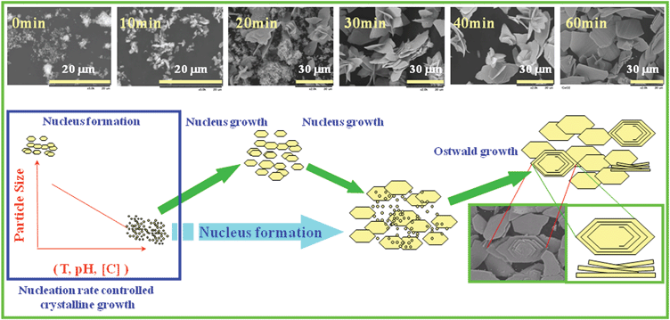 Mechanism of the crystalline formation and crystalline growth.