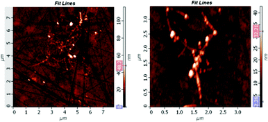 (A) AFM image of SWNT–PdNPs showing palladium nanoparticles concentrated on the single walled carbon nanotubes and (B) magnified AFM image of SWNT-PdNPs.