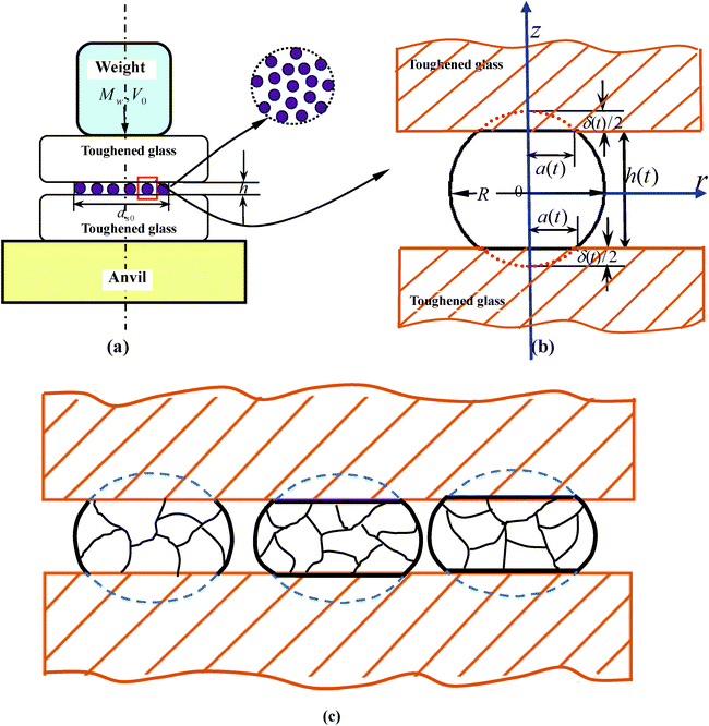 Simplified schematics of (a) global drop-weight impact system; (b) partially enlarged detail of deformation quantities of one particle; (c) fracture particle and fragments.