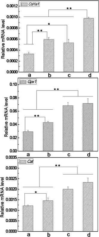 Expression of Col1a1, Gpx1 and Cat in L929 cells cultured on different nanofibrous matrices under exposure to 200 μM of t-BHP (a. cover slips, b. 25%SF, c. 1%VC-2-p-25%SF and d. 3%VC-2-p-25%SF) (*P < 0.05, **P < 0.01).