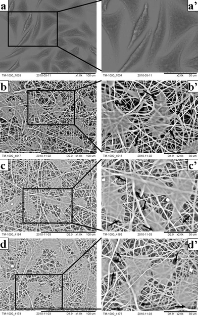 Cell phenotype on neat and VC-2-p-loaded SF nanofibrous matrices (a, a'. cover slips; b, b'. 25%SF; c, c'. 1%VC-2-p-25%SF; d, d'. 3%VC-2-p-25%SF) for 5 days at the magnification of 1000× and 2000× respectively. Arrows signify cells infiltrating through the pores and growing under layers of nanofibers.