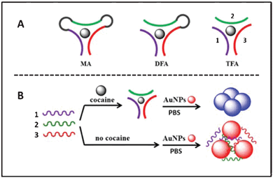 Schematic drawings of (A) different designs of assay probes for cocaine detection: (left) monolithic aptamer (MA), (middle) double-fragment aptamer (DFA), and (right) triple-fragment aptamer (TFA); (B) gold nanoparticle based optical cocaine detection using TFA. The same oligonucletide sequences were drawn in the same colors.