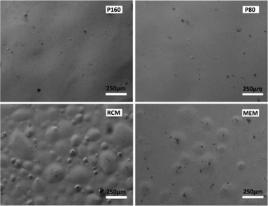 SEM photographs of varying PFSI membranes after 60 h Fenton experiment.