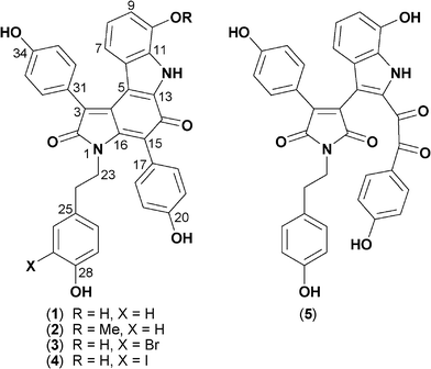 Structures of dictyodendrins F–J (1–5).