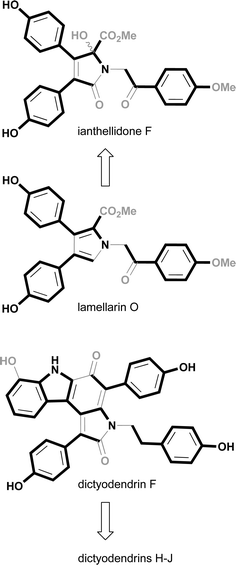 Plausible biosynthetic links between lamellarins, ianthellidones and dictyodendrins.