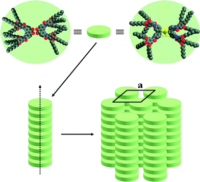 Suggested molecular organisation of the Cnbenzilamide (n = 8, 12, 16) precursors (two molecules per plateau) (left) and of the nickel complexes CnesterNi or CnamideNi (one molecule per plateau) (right).