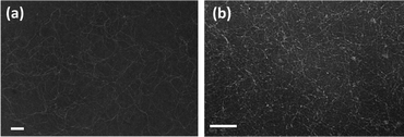 (a) TEM image of peptide nanofibers in pH 7.0. (b) TEM image of peptide nanofibers in pH 10. Scale bar = 100 nm.