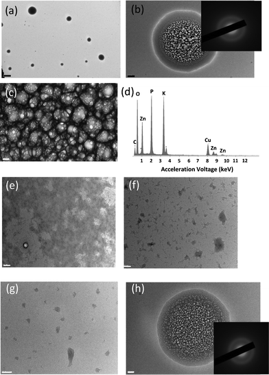 (a) TEM images of the Zn2+–peptide spherical gels observed in 0.1 mM peptide with 1.0 mM Zn(Ac)2 at pH 7.0. Scale bar = 2 μm. (b) Close view of the gel in (a). Inset of (b) is the SAED of the gel at pH 7.0. Scale bar = 200 nm. (c) Magnified image of the gel structure in (b). Scale bar = 20 nm. (d) EDS on the Zn2+–peptide spherical gels. (e–g) TEM images of the peptide nanofibers in various Zn ion concentrations: (e) 0.025 mM Zn2+, (f) 0.40 mM Zn2+, and (g) 1.0 mM Zn2+. Scale bar = 200 nm. (h) Representing TEM image and SAED of the Ca2+–peptide spherical gels observed in 0.1 mM peptide with Ca(NO3)2 in 1.0 mM at pH 7.0. Scale bar = 100 nm.