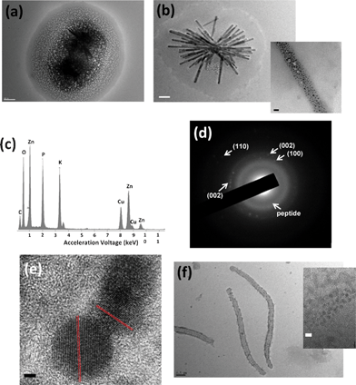 TEM images of (a) the ZnO–peptide NRDs in early growth stage (scale bar = 200 nm) (b) the ZnO–peptide NRDs formed in 1.0 mM Zn(Ac)2 (scale bar = 200 nm) after four days, inset is the magnified image of the NRD surface (Scale bar = 20 nm). (c) EDS of the ZnO NRDs after four days. (d) SAED of the ZnO-peptide NRDs after four days. (e) HRTEM of the ZnO NPs on ZnO–peptide NRDs after four days. Scale bar = 2 nm. (f) TEM image of the ZnO–peptide NRD formed in 0.025 mM Zn(Ac)2 after four days (scale bar = 500 nm). Inset is the magnified image on the NRD surface (scale bar = 5 nm).