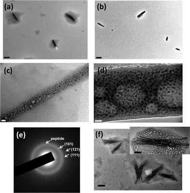 (a) TEM image of the gels right after synthesis, and (b) after two months. Scale bar = 400 nm. (c) High magnification TEM image of the surface of ZnO NRDs right after the synthesis, and (d) after two months. Scale bar = 20 nm. (e) SAED of the gels surrounding ZnO NRDs after two months. (f) ZnO NRDs formed by the one-pot synthesis at pH 7.5 after four days (scale bar = 200 nm). Inset is the ZnO NRD in higher magnification (scale bar = 60 nm).