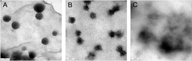 TEM images of PVDF-g-QVBC graft copolymer membranes: (A) PVDF-g-QVBC 2, (B) PVDF-g-QVBC 3, (C) PVDF-g-QVBC 4.