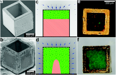 Three dimensional nutrient patterning inside polyhedral microcontainers. (a, b) Electron microscopy images of a self-assembled one porous-faced (a) and five porous-faced (b) microcontainers. The open face at the top of the containers is used for cell loading and it is sealed during the experiment. (Reprinted from ref. 115 with permission from The Royal Society of Chemistry). (c, d) Numerical simulations of spatial variation of viable (green) and necrotic (red) cells within a microcontainer with (c) one porous face and (d) a microcontainer with porosity on all faces except the one at the bottom (similar to the containers shown in (a, b)). The O2 concentration outside the microcontainers is color coded with darker gray colors indicating lower O2 concentrations. The arrows represent the diffusive flux of O2 in the medium surrounding the microcontainer. (Reprinted from ref. 115 with permission from The Royal Society of Chemistry). (e, f) Representative images of 500 μm sized microcontainers with one porous face (e) and five porous faces (f) removed from the cell culture medium and opened for inspection after 7 days. Cells were stained using the live/dead (green/red) assay. Microcontainer with one porous face showed significant numbers of dead cells (e) while those with five porous faces (f) showed high cell viability. (Reprinted from ref. 115 with permission from The Royal Society of Chemistry).