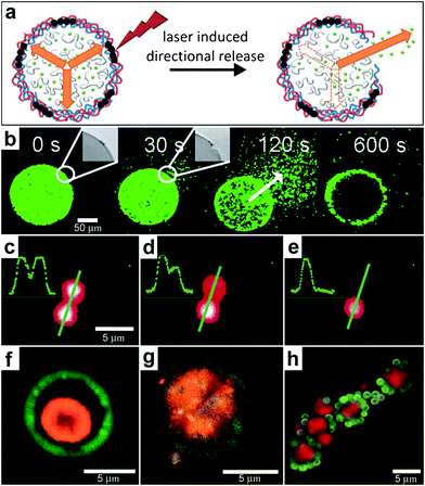 Chemical patterning with optically responsive particles. (a) Schematic representation of the laser-induced opening of a capsule at a desired area and the release of encapsulated material in a pre-selected direction. The degradation products of the dex-HEMA/DMAEMA hydrogel onto the polyelectrolyte membrane exert an osmotic pressure against the capsule wall (orange arrows). The large size of the capsules and the presence of IR-sensitive gold nanoparticles (black dots) make it easy to open the shells at a desired site using an IR laser. Once an incision is made, the content of the capsules is released. (Reprinted from ref. 130 with permission from The Royal Society of Chemistry). (b) Fluorescence microscopy snapshots of the site-specific opening of a giant polyelectrolyte capsule by IR laser activation. The inset shows the pore in the polyelectrolyte shell. The arrow indicates the direction of release as osmotic pressure drives encapsulated material out of the capsule. (Reprinted from ref. 130 with permission from The Royal Society of Chemistry). (c–e) A polymeric microcapsule shell acts as a reversible nanomembrane. Upon laser light illumination one of the microcapsules (top) partially releases encapsulated polymers (c) and reseals (d). After the second illumination the microcapsule completely releases its content (e). Profiles in the left upper corner are drawn along the green line. (Reprinted with permission from ref. 132. Copyright (2008) by The American Chemical Society). (f, g) CLSM images taken before (f) and after (g) laser-illumination of the inner shell (orange) doped with gold particles in the course of laser stimulated mixing of both compartments (outer compartment shown in green). (Reprinted with permission from ref. 134. Copyright (2007) by John Wiley and Sons). (h) Fluorescence CLSM images of pericentric multicompartment structures based on the CaCO3 inner core (red) and PS nanoparticles in the outer (green). (Reprinted with permission from ref. 133. Copyright (2010) by John Wiley and Sons).