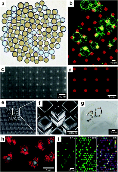 Chemistry using arrays of chemical sources. (a) An array of 106 catalyst-loaded excitable particles (brown spheres) with a spiral Belousov–Zhabotinsky wave behavior (blue spiral). (Reprinted with permission from ref. 45. Copyright (2009) by The American Physical Society). (b) Confocal images of RBL cells (green) on a patterned supported liquid bilayer membrane (red) showing interaction between RBL cells and the patterned lipid bilayer. (Reprinted with permission from ref. 166. Copyright (2003) by The American Chemical Society). (c) SEM micrograph of a platinum nanocluster array fabricated on an oxidized silicon surface by electron beam lithography. (Reprinted with permission from ref. 161. Copyright (1998) by The American Chemical Society). (d) CLSM imaging in situ of resorufin formation in an array of polyelectrolyte multilayer microcapsules. Fluorescence occurs in the interior of the patterned microcapsules (capsules shells did not contain fluorescently labeled polymer). (Reprinted from ref. 174 with permission from The Royal Society of Chemistry). (e, f) Optical images of a 65 μm thick SU-8 holder with recessed slots and a 3 × 3 array of self-assembled microcontainers positioned in it. (Reprinted from ref. 115 with permission from The Royal Society of Chemistry). (g) Optical image of an ordered 3D microcontainer array on a curved surface. (Reprinted from ref. 115 with permission from The Royal Society of Chemistry). (g) Trajectories recorded over 2 min time interval of single λ-DNA chains undergoing Brownian motion inside micrometer-sized chambers fabricated in silicone. (Reprinted with permission from ref. 175. Copyright (2005) by The Nature Publishing Group). (h) Fluorescent images of enzymatic activity in micrometer-sized chambers. (Reprinted with permission from ref. 175. Copyright (2005) by The Nature Publishing Group).