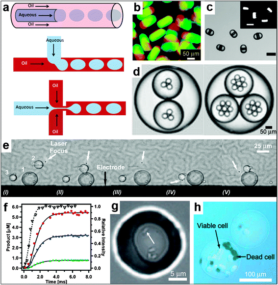 Spatially controlled chemistry with droplet microfluidics. (a) A schematic of three different approaches, namely co-flow, T-junction and flow focusing, conventionally used for droplet generation. (Reprinted from ref. 183 with permission from The Royal Society of Chemistry). (b–d) Types of droplets/particles created in microfluidic devices. The devices are capable of creating disc-shaped Janus droplets which can be polymerized with UV into Janus particles, ternary droplets as well as emulsions with a hierarchy of droplets confined within one another (i.e. multiple emulsions). (Reprinted with permission from ref. 187, 190, 188. Copyright (2006), (2007) by The American Chemical Society and (2006) by John Wiley and Sons). (e) Sequential fusion of droplets in a microfluidic device. The laser (at the position indicated with the white arrow) is used to position the droplets while the electrodes (the black line at the bottom of the figure shows one of the electrodes, the top electrode is not shown) are used to induce coalescence of the droplets. The Roman numerals below the figure indicate different stages of the fusion process. (Reprinted from ref. 191 with permission from the Royal Society of Chemistry). (f) Chemical reaction product formation as a function of time for a reaction proceeding inside droplets as observed in a microfluidic device. The experimental setup allows for millisecond resolution of the reaction progress. (Reprinted with permission from ref. 194. Copyright (2003) by The American Chemical Society). (g) Small group of bacteria confined to a picoliter droplet. The white arrow points to one of the bacteria. (Reprinted with permission from ref. 196. Copyright (2009) by John Wiley and Sons). (h) An alginate bead encapsulating mammalian cells. The cells have been stained with trypan blue to differentiate the living cells from the dead ones. (Reprinted with permission from ref. 195. Copyright (2007) by John Wiley and Sons).