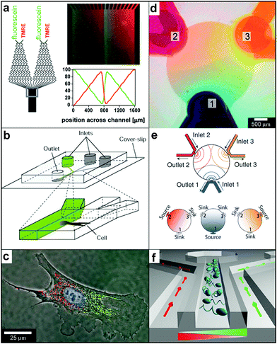 Chemical patterning with 2D microfluidic devices. (a) A schematic of the microfluidic network and fluorescence micrographs of a periodic overlapping sawtooth gradient of fluorescein and TMRE in ethanol. The plot below the micrograph shows the numerically calculated fluorescence intensity profile across the broad channel. (Reprinted with permission from ref. 204. Copyright (2001) by The American Chemical Society). (b) Experimental set-up for differential manipulation of regions of a single bovine capillary endothelial cell using multiple laminar flows. Lower panel shows a close-up of the point at which the inlet channels combine into one main channel. (Reprinted with permission from ref. 205. Copyright (200) by The Nature Publishing Group). (c) Fluorescence images of a single cell after treatment of its right pole with Mitotracker Green FM and its left pole with Mitotracker Red CM-H2XRos. The entire cell is treated with the DNA-binding dye Hoechst 33342. (Reprinted with permission from ref. 205. Copyright (2001) by The Nature Publishing Group). (d, e) Overlapping diffusive gradients. Color dyes were introduced through different access ports and their concentration was maintained with a constant flow rate. For each dye an independent gradient formed with 120° angular displacement. Overlapping the three gradients results into a blend of dye concentrations where each spatial location has different combinations of dye concentrations. Scale bar 500 μm. (Reprinted from ref. 209 with permission from The Royal Society of Chemistry). (f) A microfluidic chemotaxis device design: details of a three channel unit. Motile cells are injected into the center channel. Dual chemical gradients (schematically illustrated with gradient-colored triangles) are generated in the center channel by pumping media containing different concentrations of chemoattractants through the two side channels. (Relevant reference: 210).