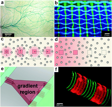 Chemical patterning with 3D microfluidic devices. (a) Branched microvascular network embedded in PLA substrates which incorporates a hierarchy of microchannel diameters. An aqueous solution of blue food dye was injected into the interconnected microchannel array for visualization purposes. (Reprinted with permission from ref. 219. Copyright (2009) by John Wiley and Sons). (b) A microfluidic network having the geometry of a basketweave. The channels were filled with an aqueous solution of fluorescein (green) or Cascade Blue (blue) and illuminated with UV light. (Reprinted with permission from ref. 221. Copyright (2003) by The American Chemical Society). (c, d) Cross-sectional views of cell-seeded microfluidic scaffolds. Dispersed cells are shown as double circles. Microchannels are shown as squares. The pink shading represents steady-state 3D distributions of solutes: in (c), reactive solute is delivered via the channels and is consumed by cells as it diffuses into the matrix; in (d), non-reactive solute is delivered via the two channels on the left and extracted by the channels on the right. (Reprinted with permission from ref. 229. Copyright (2007) by The Nature Publishing Group). (e) The gradient-generating region of a microfluidic device features a tapered microchamber to produce a nonlinear gradient. By changing the shape of the gradient-generating region it is possible to change the shape of the chemical gradient. (Reprinted with permission from ref. 231. Copyright (2007) by The American Chemical Society). (f) A self-assembling microfluidic device with PDMS inlets/outlets attached to a Si substrate and with PDMS channels integrated with a differentially crosslinked SU-8 film. Fluorescence images showing the flow of fluorescein (green)/rhodamine B (red) through a dual channel device. (Reprinted with permision from ref. 232. Copyright (2011) by The Nature Publishing Group).