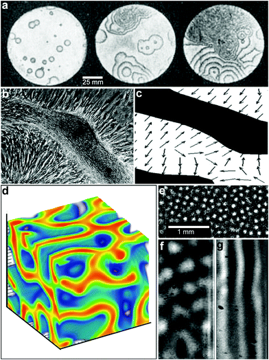 Reaction-diffusion chemical patterns in 2D and 3D. (a) Photographs of a concentration wave propagation in two-dimensional self-oscillatory chemical system. The images were taken at 4 min intervals. Ring diameter equals 100 mm. (Reprinted with permission from ref. 39. Copyright (1970) by The Nature Publishing Group). (b) Pattern formation in cultured Vascular Mesenchymal Cells (VMCs) in vitro. Over 20 days, VMCs develop from a monolayer of randomly oriented cells (not shown in the figure) of nearly uniform density to a ridge with the perpendicular orientation of cells in the monolayer relative to the edges of the multicellular ridge. The black bar in (b) shows the approximate size, shape, and orientation of a single cell. (Reprinted with permission from ref. 51. Copyright (2004) by The National Academy of Sciences, USA). (c) Numerical solutions corresponding to the experimental image shown in (b). Model results are displayed as levels of one of the chemicals involved (the activator) with black representing high and white representing low levels. Gray arrows depict the direction field of gradients of the activator concentration, which corresponds to the perpendicular orientation of cells in culture. (Reprinted with permission from ref. 51. Copyright (2004) by The National Academy of Sciences, USA). (d) 3D steady state patterns of VMCs obtained in simulations of pattern formation of the cells arising from their interaction with Bone Morphogenic Protein-2 (BMP-2) and its inhibitor, Matrix Gla Protein (MGP) in three dimensions. In 3D, the steady state patterns produced are highly interconnected tubes which have planar surfaces. (Reprinted with permission from ref. 52). (e–g) Tomographic study of the Belousov-Zhabotinsky reaction: snapshots of stationary 2D spots (e) in a thin layer and 2D images of the corresponding 3D structures (f) and (g). Bright regions correspond to high concentrations of the oxidized form of the catalyst. (Reprinted with permission from ref. 53. Copyright (2011) by The American Association for the Advancement of Science).