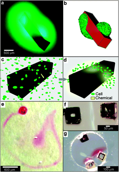 Curved, anisotropic and dynamic chemical patterns created by self-assembled microcontainers. (a, b) Generation of 3D spatial patterns by varying pore placement on self-assembled microcontainers. Experimental optical image (a) and numerical simulation (b) of the helical spatial pattern of fluorescein emerging from the container. (Reprinted with permission from ref. 113. Copyright (2011) by John Wiley and Sons). (c, d) Conceptual representation of chemotactic self-organization of motile cells in the shape of the underlying chemical pattern. At the start of the experiment, the chemoattractant is confined to the container, and the cells (represented by green ellipsoids) are distributed uniformly throughout the medium (c). The cells then self-organize in a helical pattern based on the chemical pattern once the chemoattractant (yellow) is allowed to diffuse out of the container (d). (Reprinted with permission from ref. 113. Copyright (2011) by John Wiley and Sons). (e) Optical images showing remotely guided spatially controlled chemical pattern. In this case the container was remotely guided using magnetic fields. The letter G was formed by the direct writing of phenolphthalein in an alkaline water-glycerol medium. (Reprinted with permission from ref. 114. Copyright (2006) by The American Chemical Society). (f) Spatially controlled chemical reactions between multiple containers: reaction of copper sulfate and potassium hydroxide in an aqueous medium resulting in the formation of copper hydroxide along the central line between the containers. (Reprinted with permission from ref. 114. Copyright (2006) by The American Chemical Society). (g) Reaction of phenolphthalein (diffusing out of the two bottom containers) and potassium hydroxide (diffusing out of the top container) in an aqueous medium. (Reprinted with permission from ref. 114. Copyright (2006) by The American Chemical Society).