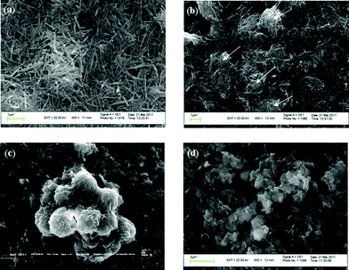 SEM images of ATP (a), ATPOC (b), BNT (c), and BNTOC (d).