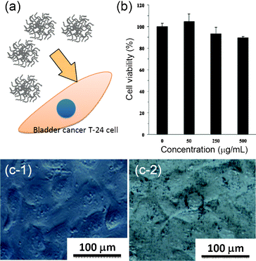 (a) Schematic illustration of Au nanoflowers for a biocompatiblity test. (b) MTT assays of T-24 cells treated with different concentrations of Au nanoflowers for 24 h. (c) Differential interference contrast microscopy images of T-24 cells treated (c-1) without and (c-2) with Au nanoflowers (100 μg mL−1) for 8 h.